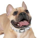 Paw print Dog Collar