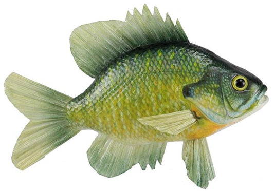10"L Sunfish